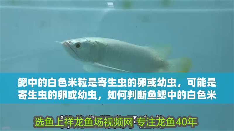 鰓中的白色米粒是寄生蟲的卵或幼蟲，可能是寄生蟲的卵或幼蟲，如何判斷魚鰓中的白色米粒是否為寄生蟲？