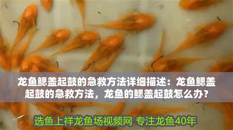 龍魚(yú)鰓蓋起鼓的急救方法詳細(xì)描述：龍魚(yú)鰓蓋起鼓的急救方法，龍魚(yú)的鰓蓋起鼓怎么辦？