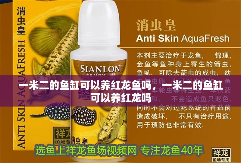 一米二的魚缸可以養紅龍魚嗎，一米二的魚缸可以養紅龍嗎