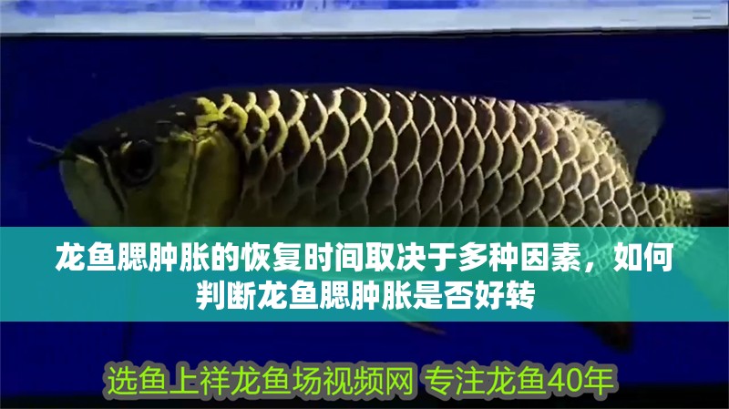 龍魚腮腫脹的恢復(fù)時間取決于多種因素，如何判斷龍魚腮腫脹是否好轉(zhuǎn)