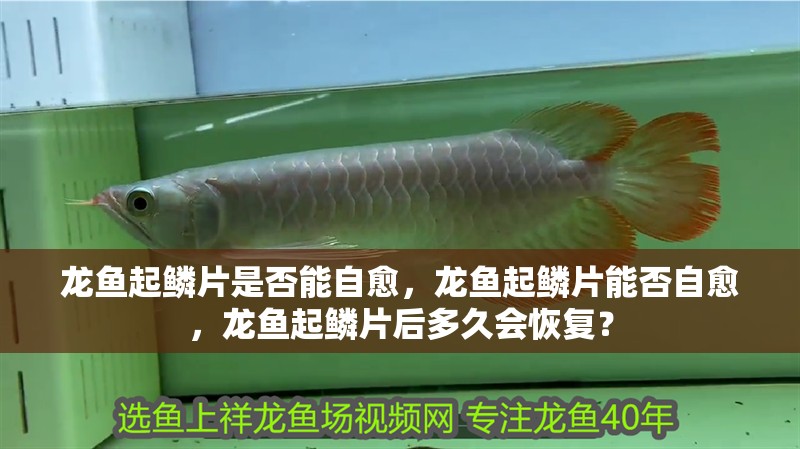 龍魚起鱗片是否能自愈，龍魚起鱗片能否自愈，龍魚起鱗片后多久會恢復？