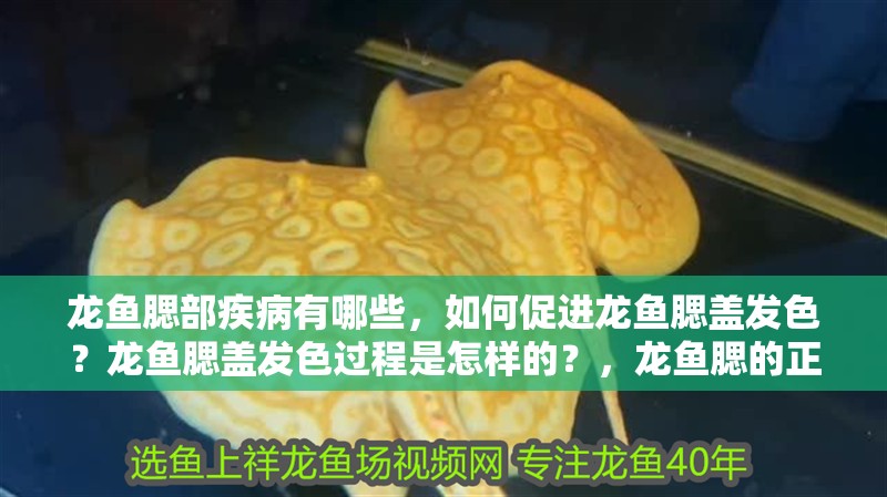 龍魚腮部疾病有哪些，如何促進龍魚腮蓋發色？龍魚腮蓋發色過程是怎樣的？，龍魚腮的正常顏色存在一些常見的誤解