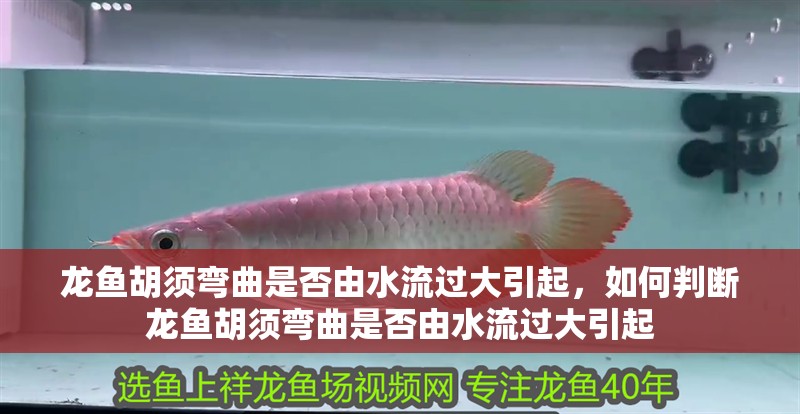 龍魚胡須彎曲是否由水流過大引起，如何判斷龍魚胡須彎曲是否由水流過大引起