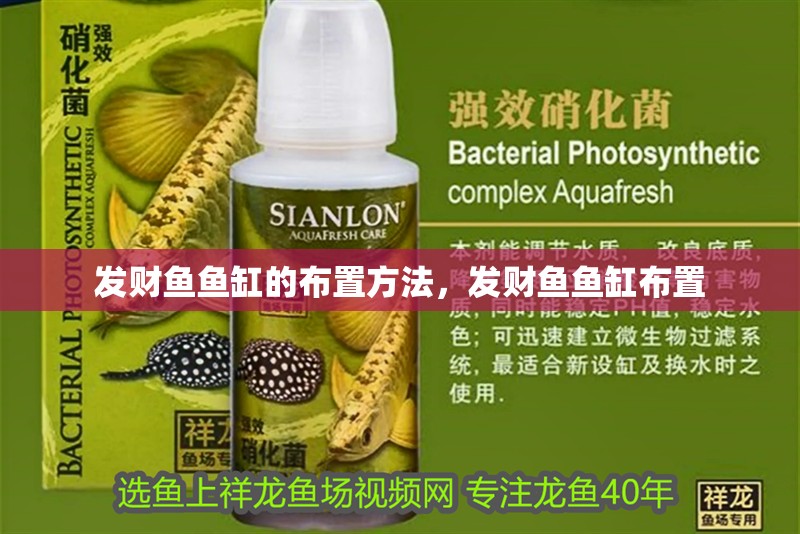 發(fā)財魚魚缸的布置方法，發(fā)財魚魚缸布置