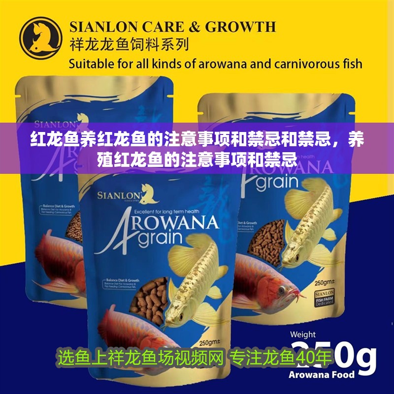 紅龍魚養紅龍魚的注意事項和禁忌和禁忌，養殖紅龍魚的注意事項和禁忌