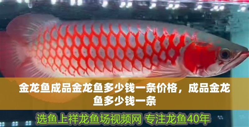 金龍魚成品金龍魚多少錢一條價格，成品金龍魚多少錢一條