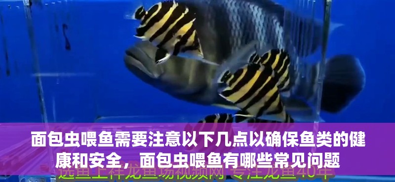 面包蟲喂魚需要注意以下幾點以確保魚類的健康和安全，面包蟲喂魚有哪些常見問題