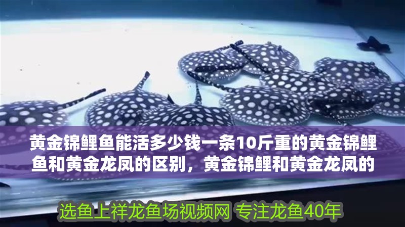 黃金錦鯉魚能活多少錢一條10斤重的黃金錦鯉魚和黃金龍鳳的區別，黃金錦鯉和黃金龍鳳的區別