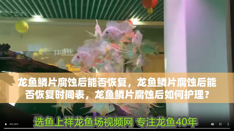 龍魚(yú)鱗片腐蝕后能否恢復(fù)，龍魚(yú)鱗片腐蝕后能否恢復(fù)時(shí)間表，龍魚(yú)鱗片腐蝕后如何護(hù)理？