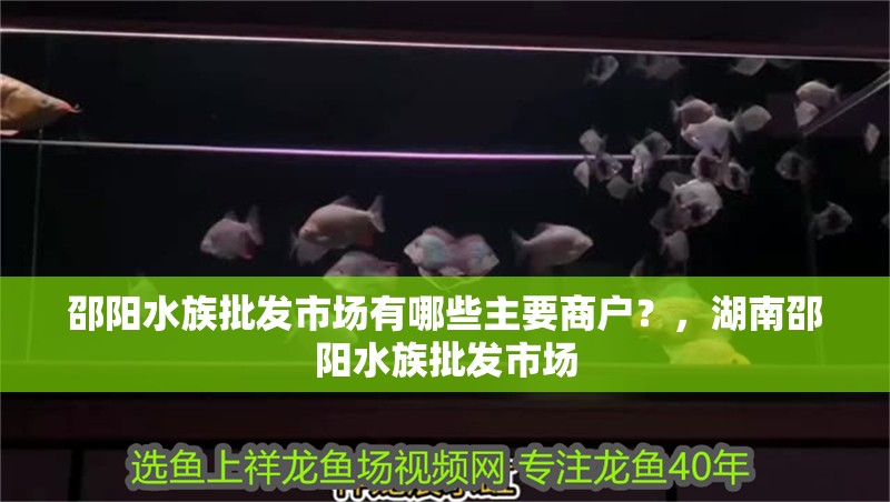 邵陽水族批發(fā)市場有哪些主要商戶？，湖南邵陽水族批發(fā)市場