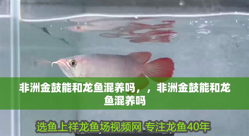 非洲金鼓能和龍魚混養嗎，，非洲金鼓能和龍魚混養嗎