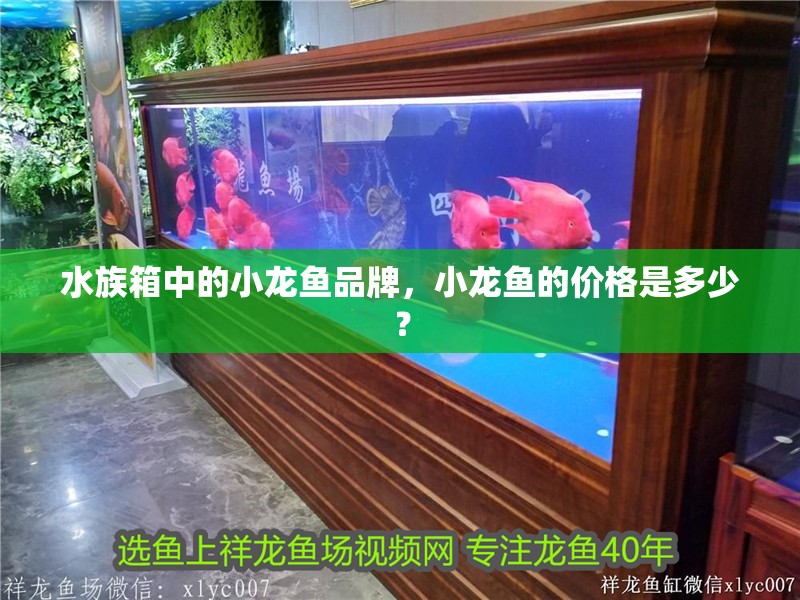 水族箱中的小龍魚品牌，小龍魚的價格是多少？