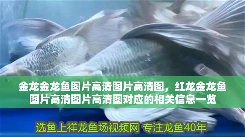 金龍金龍魚圖片高清圖片高清圖，紅龍金龍魚圖片高清圖片高清圖對應的相關信息一覽