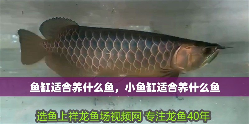 魚缸適合養什么魚，小魚缸適合養什么魚 魚缸適合養什么魚，小魚缸適合養什么魚 觀賞魚百科