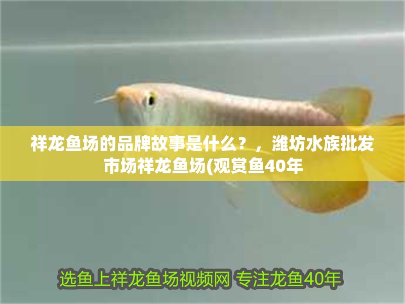 祥龍魚場的品牌故事是什么？，濰坊水族批發(fā)市場祥龍魚場(觀賞魚40年