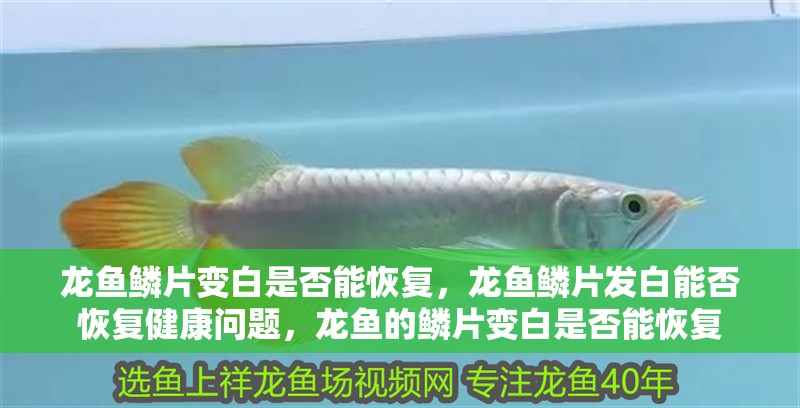 龍魚鱗片變白是否能恢復，龍魚鱗片發白能否恢復健康問題，龍魚的鱗片變白是否能恢復
