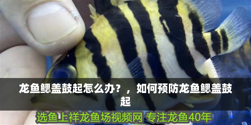 龍魚鰓蓋鼓起怎么辦？，如何預防龍魚鰓蓋鼓起