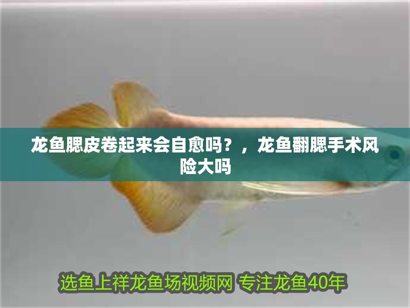 龍魚腮皮卷起來會自愈嗎？，龍魚翻腮手術風險大嗎
