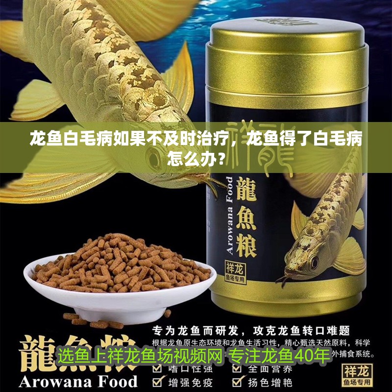 龍魚白毛病如果不及時治療，龍魚得了白毛病怎么辦？