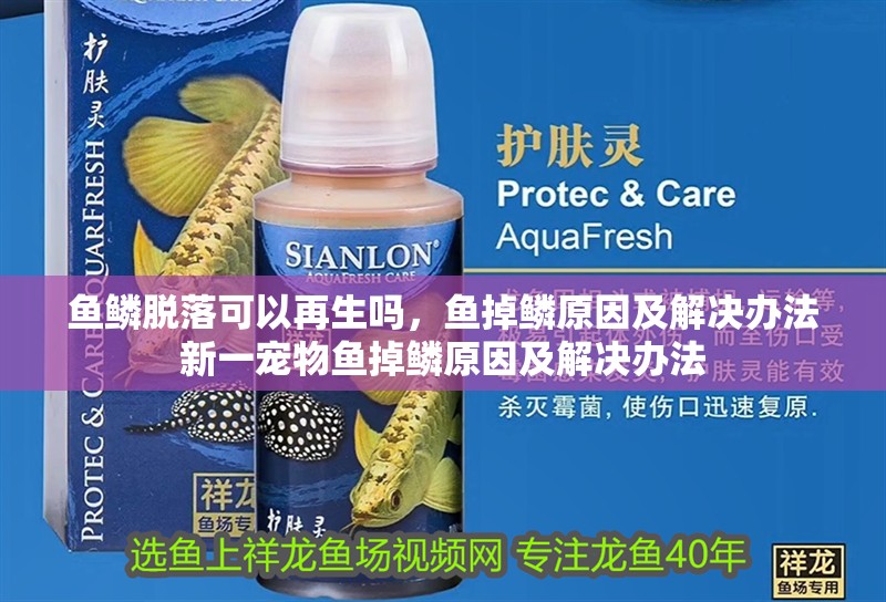 魚鱗脫落可以再生嗎，魚掉鱗原因及解決辦法新一寵物魚掉鱗原因及解決辦法