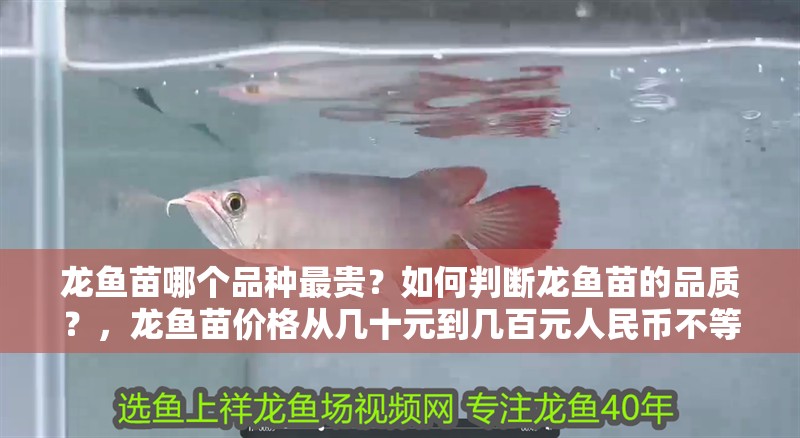 龍魚(yú)苗哪個(gè)品種最貴？如何判斷龍魚(yú)苗的品質(zhì)？，龍魚(yú)苗價(jià)格從幾十元到幾百元人民幣不等，龍魚(yú)苗價(jià)格差異