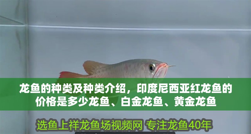 龍魚的種類及種類介紹，印度尼西亞紅龍魚的價格是多少龍魚、白金龍魚、黃金龍魚