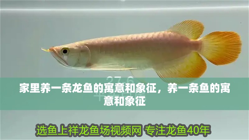 家里養一條龍魚的寓意和象征，養一條魚的寓意和象征