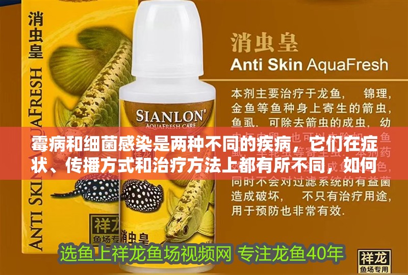 霉病和細(xì)菌感染是兩種不同的疾病，它們?cè)诎Y狀、傳播方式和治療方法上都有所不同，如何區(qū)分水霉病和細(xì)菌感染？如何判斷自己是否感染水霉病？