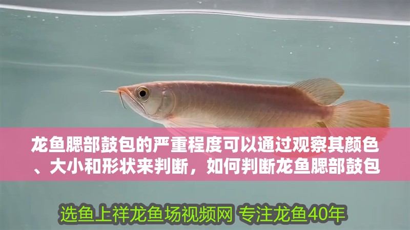 龍魚腮部鼓包的嚴重程度可以通過觀察其顏色、大小和形狀來判斷，如何判斷龍魚腮部鼓包嚴重程度