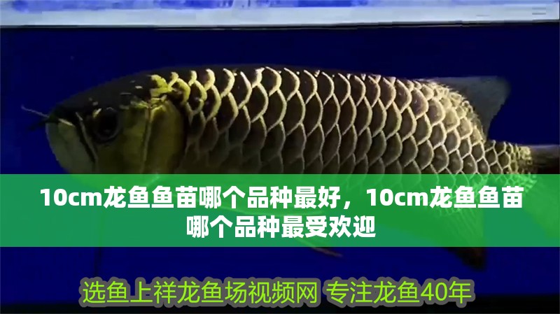 10cm龍魚魚苗哪個品種最好，10cm龍魚魚苗哪個品種最受歡迎