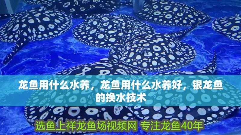 龍魚用什么水養，龍魚用什么水養好，銀龍魚的換水技術