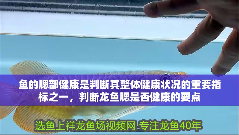 魚的腮部健康是判斷其整體健康狀況的重要指標之一，判斷龍魚腮是否健康的要點