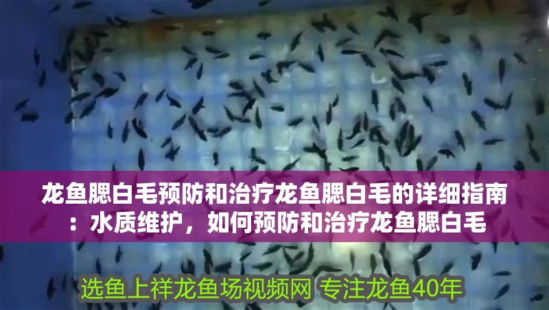 龍魚腮白毛預防和治療龍魚腮白毛的詳細指南：水質維護，如何預防和治療龍魚腮白毛
