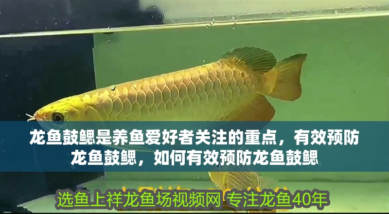 龍魚鼓鰓是養魚愛好者關注的重點，有效預防龍魚鼓鰓，如何有效預防龍魚鼓鰓