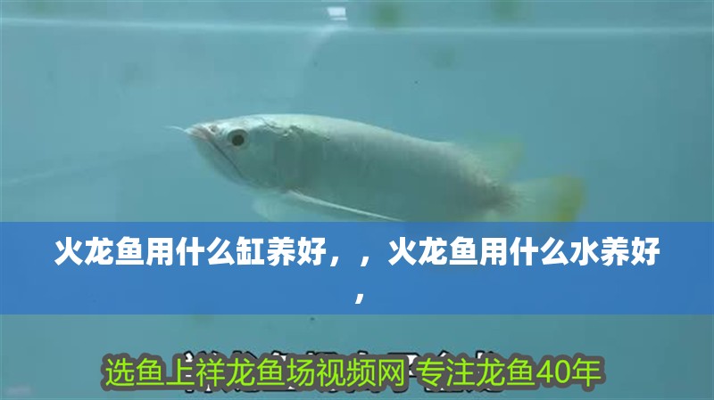 火龍魚用什么缸養好，，火龍魚用什么水養好，