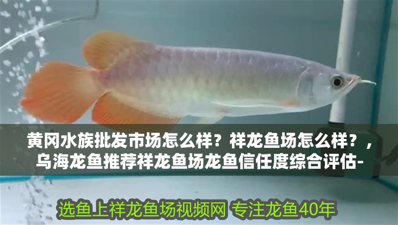 黃岡水族批發市場怎么樣？祥龍魚場怎么樣？，烏海龍魚推薦祥龍魚場龍魚信任度綜合評估-