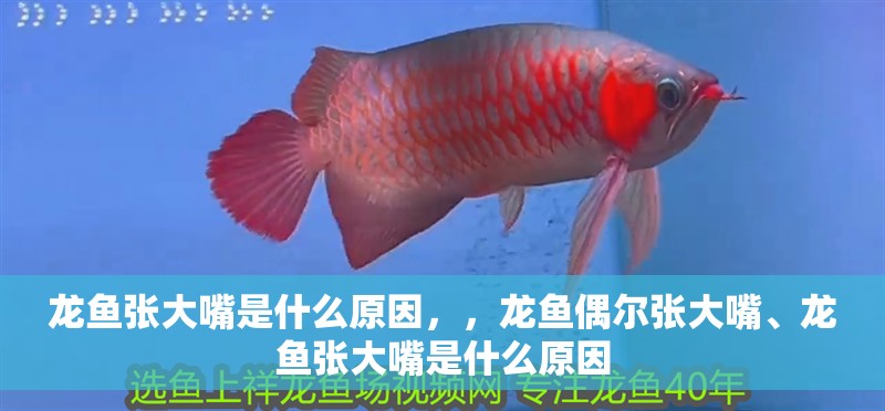 龍魚張大嘴是什么原因，，龍魚偶爾張大嘴、龍魚張大嘴是什么原因