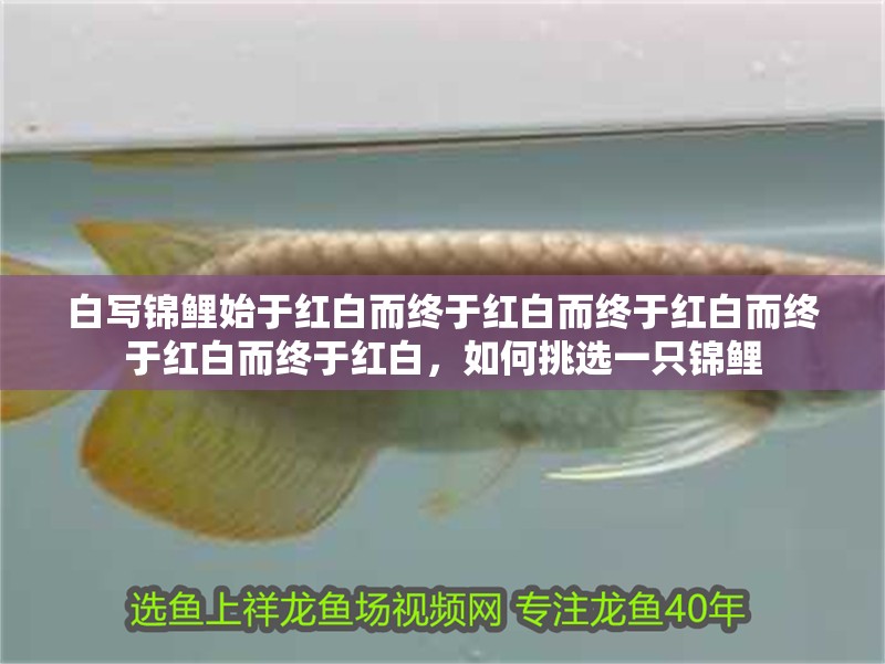 白寫錦鯉始于紅白而終于紅白而終于紅白而終于紅白而終于紅白，如何挑選一只錦鯉