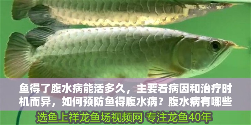 魚得了腹水病能活多久，主要看病因和治療時機而異，如何預防魚得腹水病？腹水病有哪些治療方法？