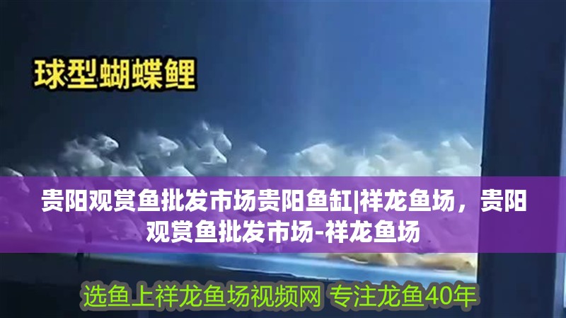 貴陽觀賞魚批發市場貴陽魚缸|祥龍魚場，貴陽觀賞魚批發市場-祥龍魚場