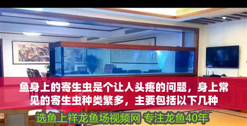 魚身上的寄生蟲是個讓人頭疼的問題，身上常見的寄生蟲種類繁多，主要包括以下幾種