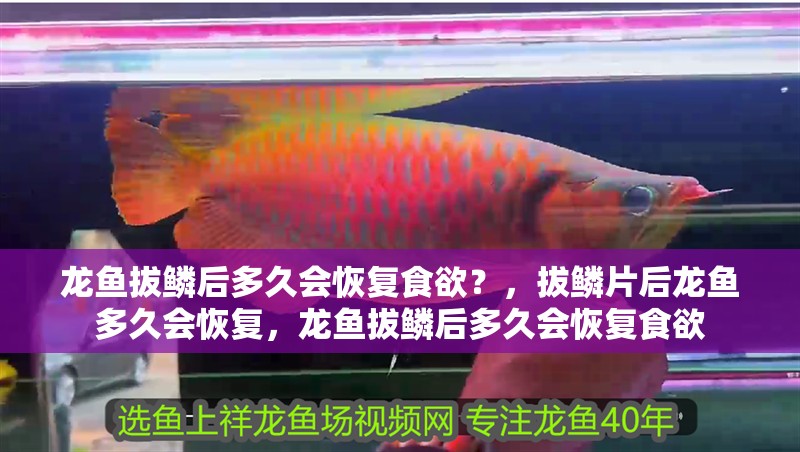 龍魚拔鱗后多久會恢復(fù)食欲？，拔鱗片后龍魚多久會恢復(fù)，龍魚拔鱗后多久會恢復(fù)食欲