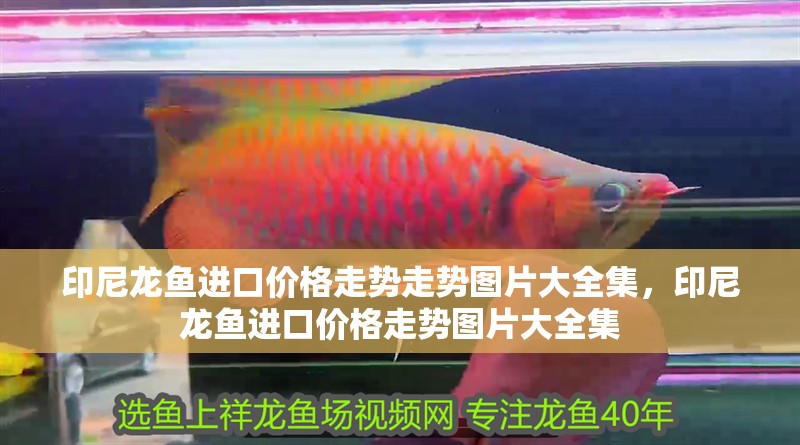 印尼龍魚進口價格走勢走勢圖片大全集，印尼龍魚進口價格走勢圖片大全集