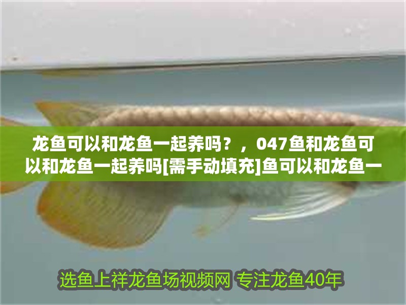 龍魚可以和龍魚一起養(yǎng)嗎？，047魚和龍魚可以和龍魚一起養(yǎng)嗎[需手動(dòng)填充]魚可以和龍魚一起養(yǎng)嗎