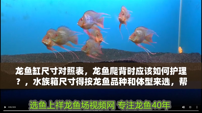 龍魚缸尺寸對照表，龍魚爬背時應(yīng)該如何護理？，水族箱尺寸得按龍魚品種和體型來選，幫你判斷龍魚是否健康