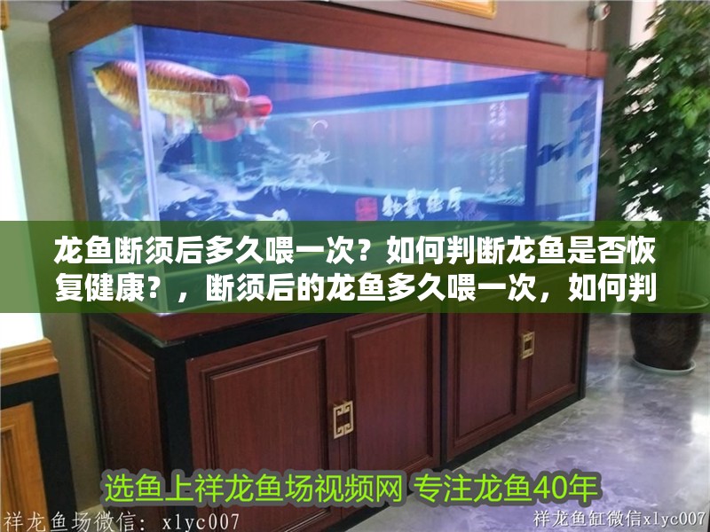 龍魚斷須后多久喂一次？如何判斷龍魚是否恢復健康？，斷須后的龍魚多久喂一次，如何判斷龍魚是否恢復健康