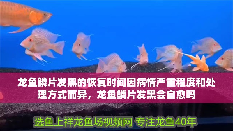 龍魚鱗片發黑的恢復時間因病情嚴重程度和處理方式而異，龍魚鱗片發黑會自愈嗎
