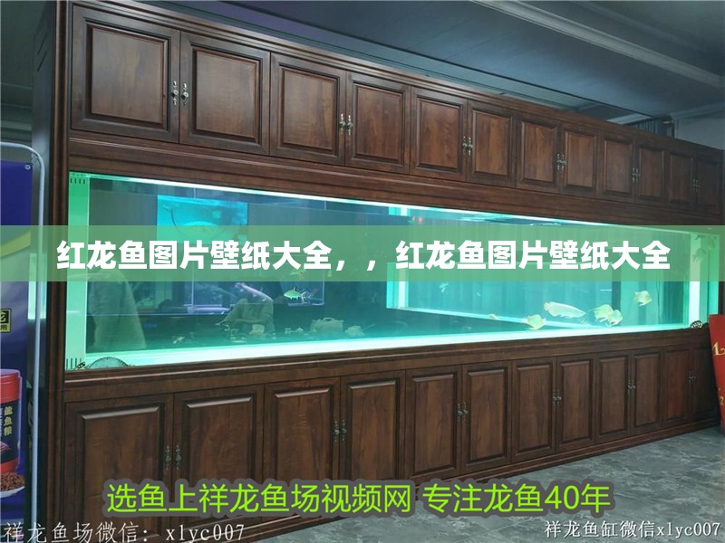 紅龍魚圖片壁紙大全，，紅龍魚圖片壁紙大全