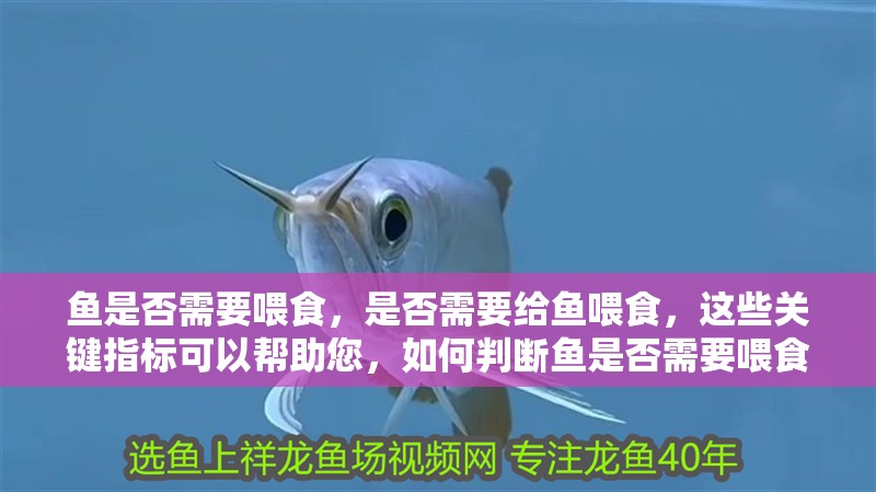 魚是否需要喂食，是否需要給魚喂食，這些關鍵指標可以幫助您，如何判斷魚是否需要喂食