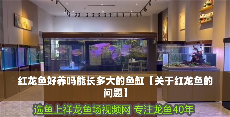 紅龍魚好養嗎能長多大的魚缸【關于紅龍魚的問題】